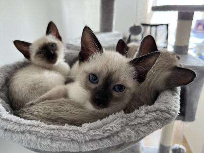 Wundervolle Siamkitten