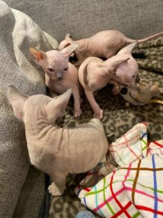Canadian/Don Sphynx, Vater mit Ahnentafel