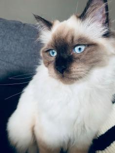 Birma Kater