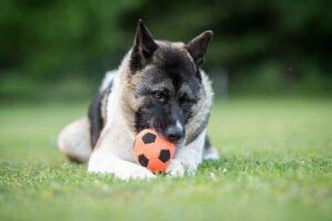 KENDO - männlich 3 Jahre 69 cm 36 kg American Akita Gechipt Kastriert