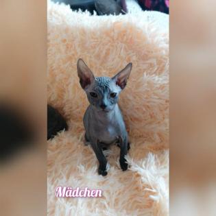 Don sphynx Kitten mit Stammbaum