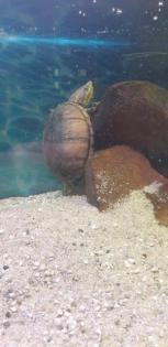 Wasserschildkröten und Zubehör