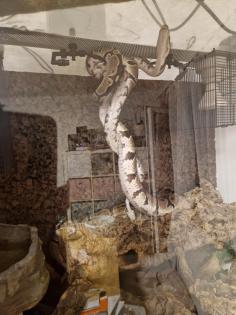 Königsphytons Weibchen und Männchen