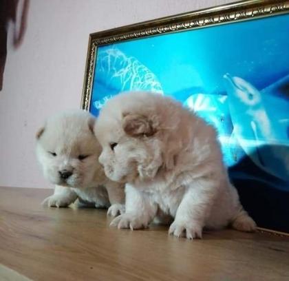 Reinrassige Chow-Chow Welpen mit blauer Zunge Geimpft Gechipt