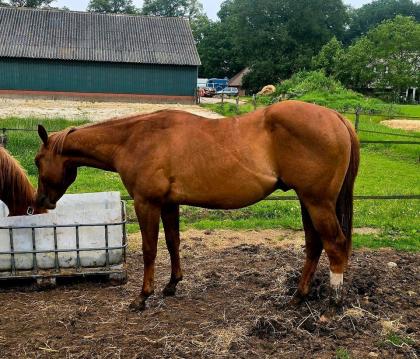 2j Quarter Horse Hengst - by 3 mio Sire Lil Joe Cash
