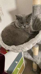 Bkh Deckkater