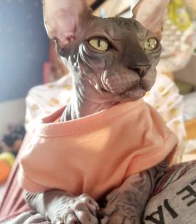 Biete kanadische Sphynx Dame
