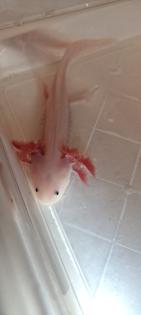 Axolotl Jungtiere ab 15 cm