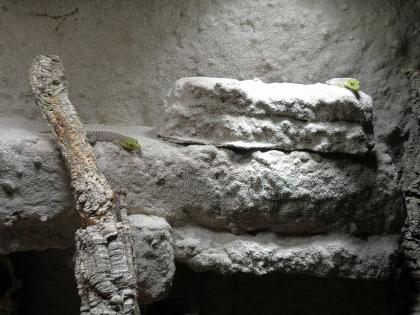 Biete 3 Phelsuma standingi Nachzuchten