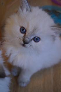 Süße Ragdollkitten suchen Traumzuhause