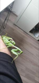 Rhombodera Magaera Mantis, Gottesanbeterin L3