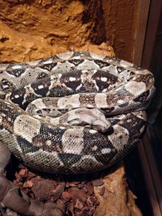 Cay Caulker Boa Belize Nachzuchten