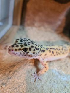 3 Leopardengeckos