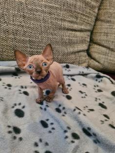 Canadian Sphynx Kitten