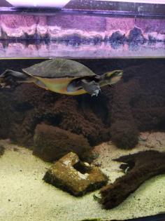 Rotbauch-Spitzkopf-Schildkröte inkl. komplettem Aquarium abzugeben -zu verschenken-