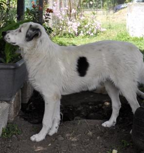 Orestes / Status sucht ein Zuhause