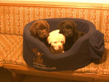 Schöne Labradorwelpen in blond, braun, schwarz zu verkaufen