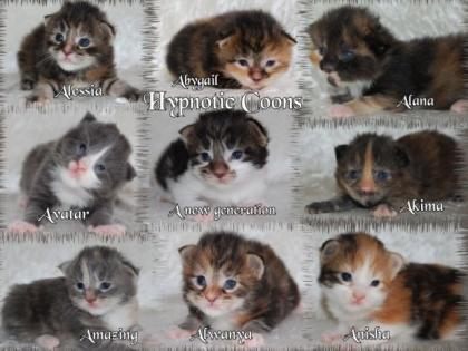 Super Süße Maine Coon Babys