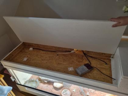 2 Zwergbartargamen inklusive Terrarium