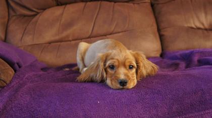 Cocker Spaniel Welpen