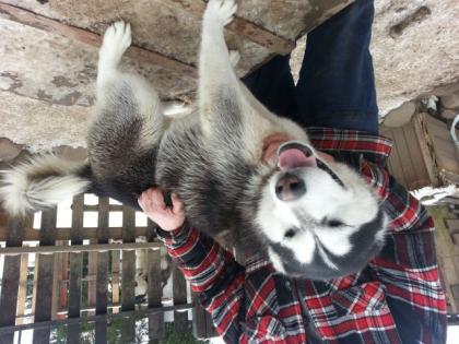 Huskys zu verkaufen