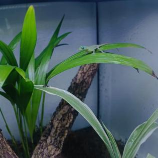 Anolis trinitatis, St Vincent Anolis