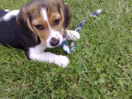 Beagle Mädchen zu verkaufen