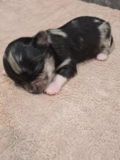 Chihuahua