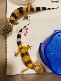 Leopardengeckos aus Hobbynachzucht 2022