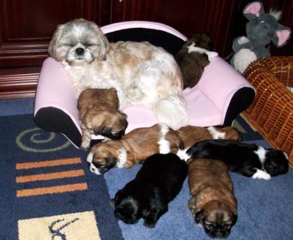 Verkaufen Shih Tzu Babys o. Papiere
