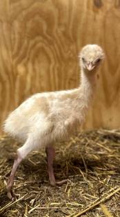 Dromaius novaehollandiae Emu
