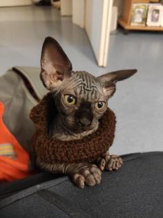 Sphynx-Katzenbabys vom Züchter