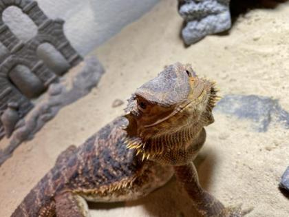 Bardagame mit Terrarium