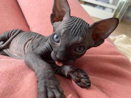Sphynxbaby