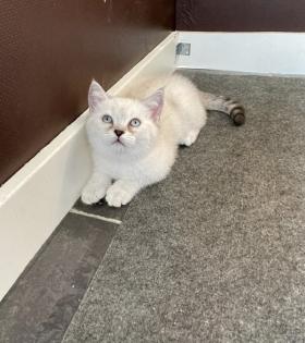 Abgabe bereite BKH blue point kitten Nur 1 männlich übrig