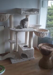 Perser Katze Mädchen abholbereit