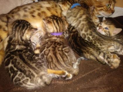 Bengalkitten Katze Kater mit Stammbaum