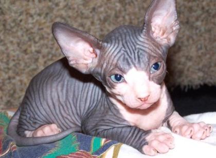 Sphynx Kätzchen zum Verkauf