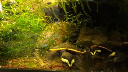 Wasserschildkröten, Emydura Subglobosa, Nachzuchten von 2021