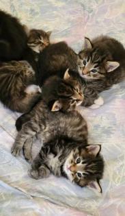 Norwegische Waldkatze Kitten/Baby