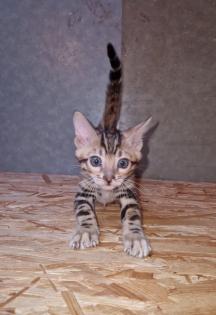 Bengal Kitten suchen ein liebevolles zu Hause