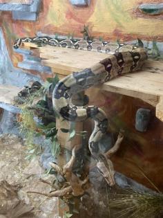 Boa Constrictor Imperator