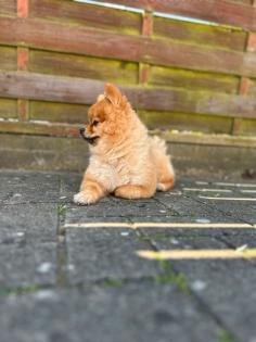 Pomeranian/Spitz Rüde