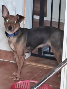 Zwergpinscher junghündin