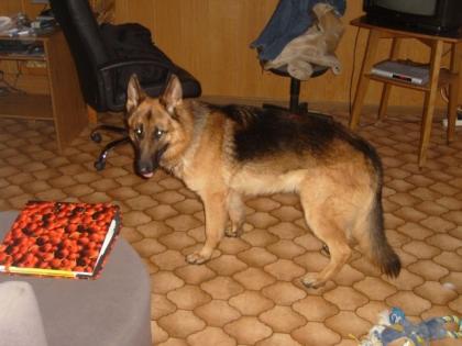 Schöner Schäferhund