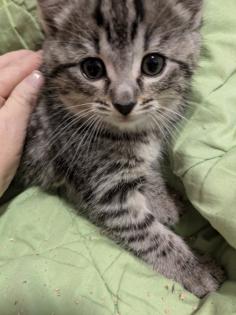 PerserMixKitten weiblich