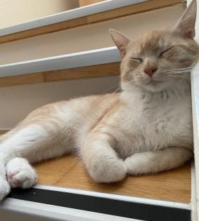 Kater abzugeben europäische Kurzhaar