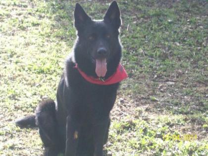 Reinrassiger schwarzer Schäferhund Blade