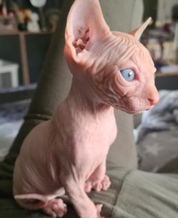 Reinrassige Sphynxbabys