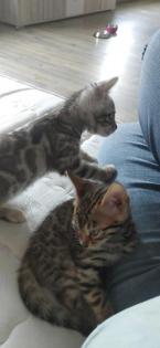 Bengalkitten zu verkaufen
